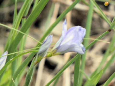 Sisyrinchium angustifolium