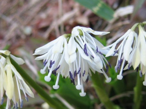 Heloniopsis orientalis var. flavida