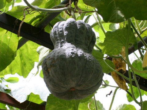 Cucurbita moschata