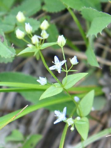 Swertia tetrapetala ssp. micrantha f. leucantha