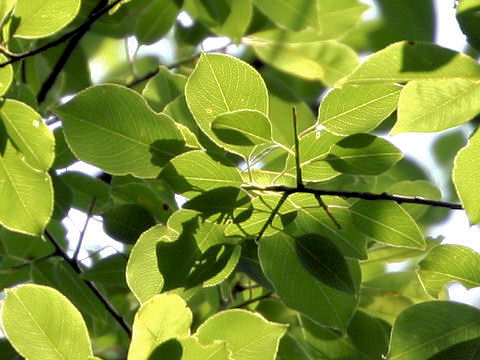 Prunus ssiori