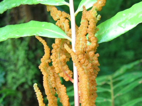 Osmunda banksiifolia