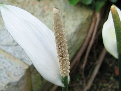 Spathiphyllum cannifolium