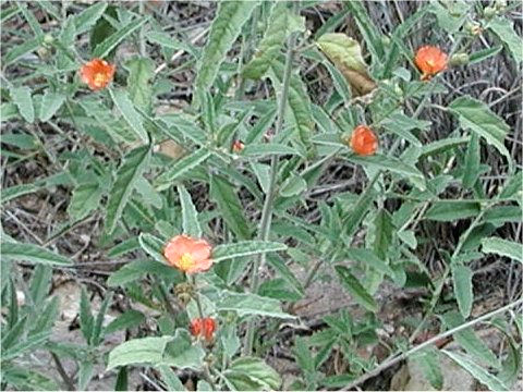 Sphaeralcea angustifolia