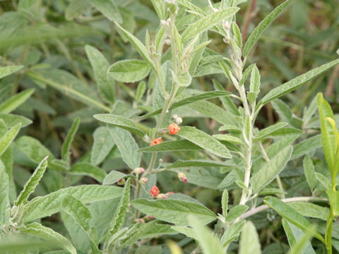 Sphaeralcea angustifolia