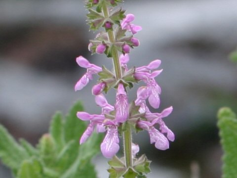 Stachys chamissonis