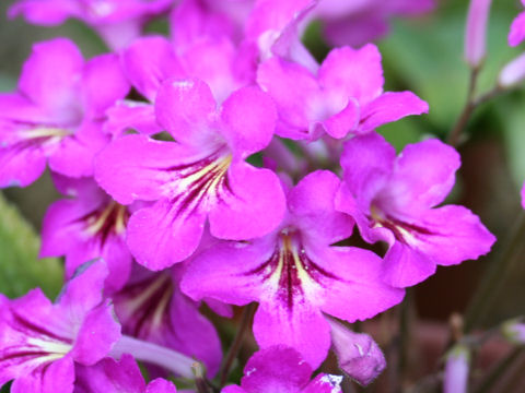 Streptocarpus cv.