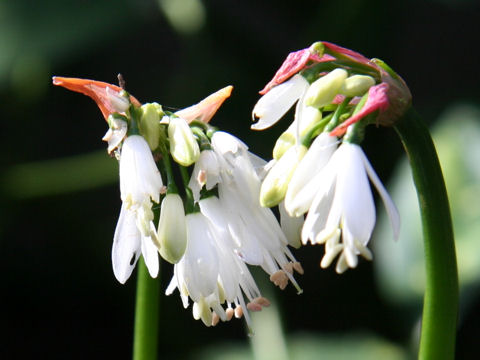 Strumaria truncata