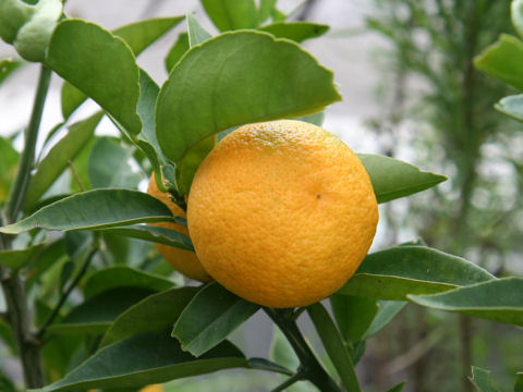 酸橘