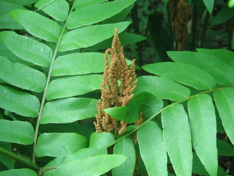 Osmunda japonica