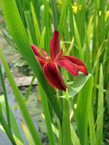 茶菖蒲 チャショウブ はどんな植物 Weblio辞書