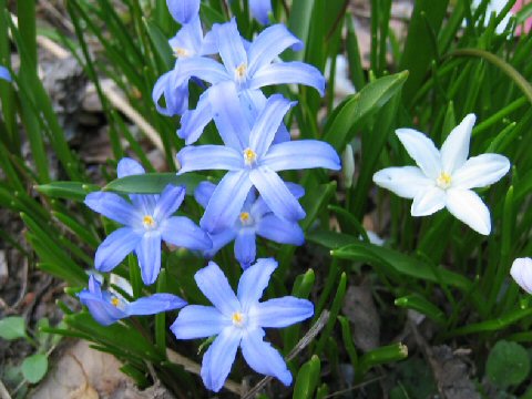 Chionodoxa gigantea