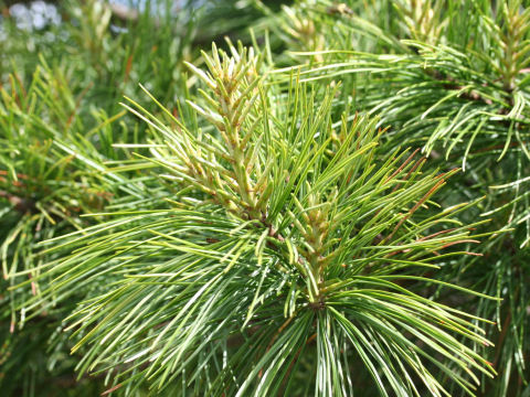 Pinus Koraiensis ゴヨウマツ とは何 Weblio辞書