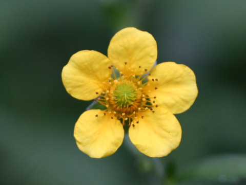 Geum japonicum