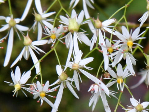 Saxifraga fortunei var. incisolobata cv. Hicho