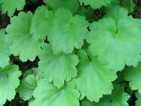 Saxifraga fortunei var. incisolobata