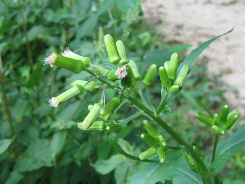 Erechitites hieracifolia