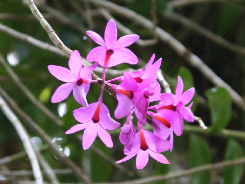 Dendrobium crepidiferum