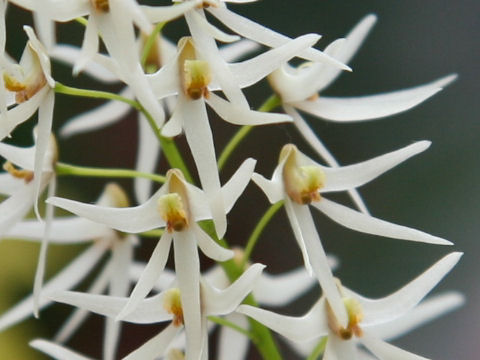 Dendrobium wassellii