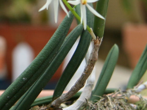 Dendrobium wassellii