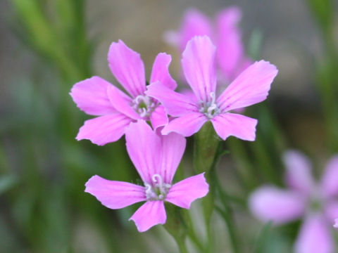 Dianthus glacialis