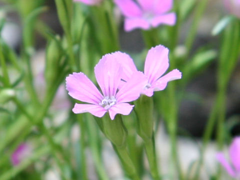 Dianthus glacialis