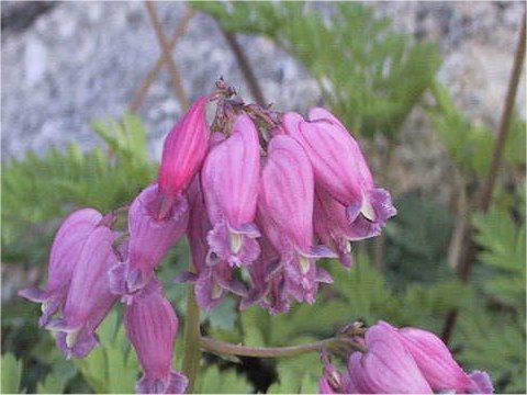 Dicentra cv. Luxuriant