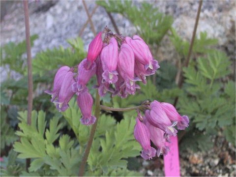 Dicentra cv. Luxuriant