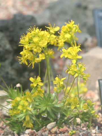 Draba lasiocarpa