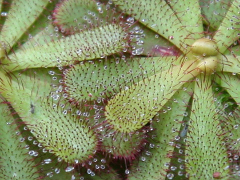 Drosera hamiltonii