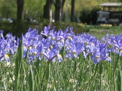 Dutch Iris の意味や使い方 Weblio辞書