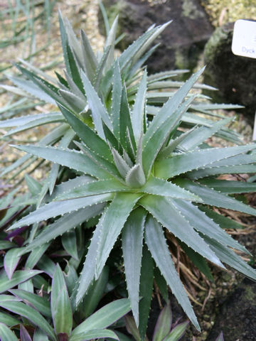 Dyckia brevifolia