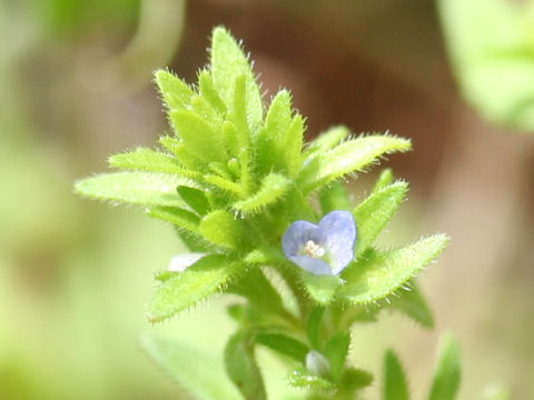 Veronica arvensis