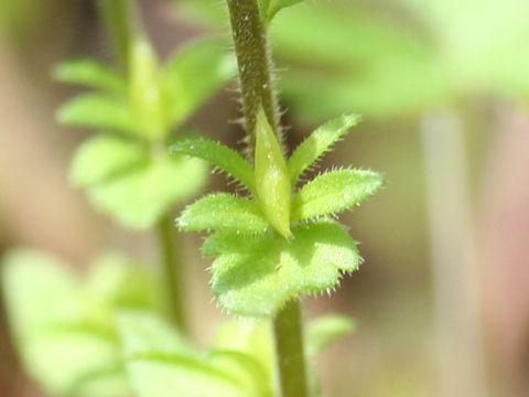 Veronica arvensis