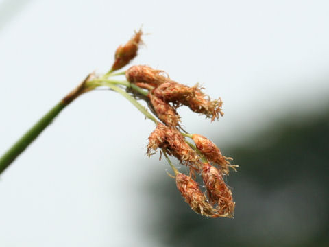 Scirpus tabernaemontani f. pictus