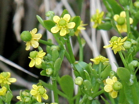 Ranunculus sceleratus