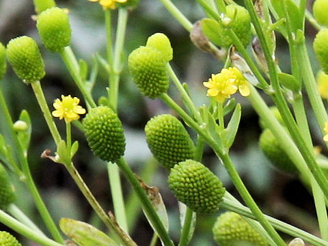 Ranunculus sceleratus