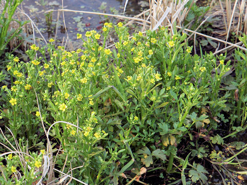 Ranunculus sceleratus