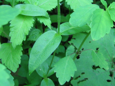 Cerastium pauciflorum var. amurense