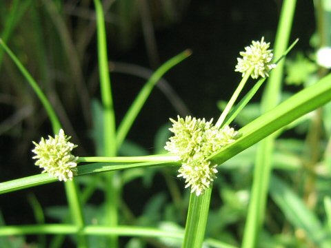 Cyperus difformis