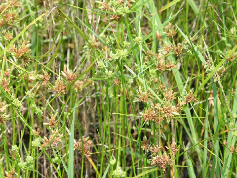 Cyperus difformis