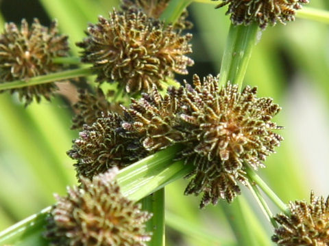 Cyperus difformis