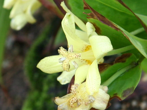 Tricyrtis ohsumiensis