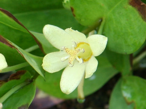 Tricyrtis ohsumiensis