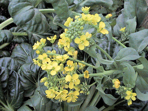 Brassica chinensis var. rosularis