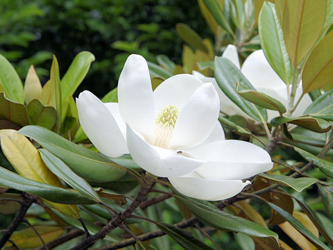 Southern Magnoliaはどんな植物 Weblio辞書
