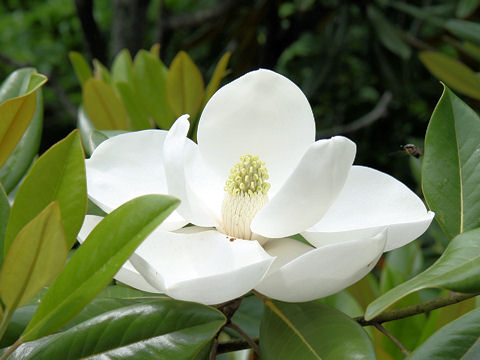 Southern Magnoliaはどんな植物 Weblio辞書