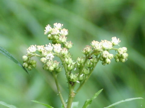 Penthorum chinense