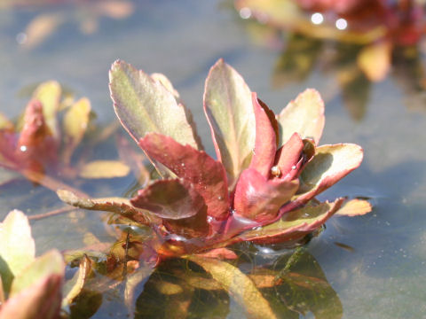 Penthorum chinense