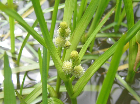 Sparganium glomeratum